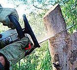 Best Utility Line Clearance  in Churubusco, IN